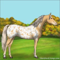 Horse Color:Palomino Appaloosa 