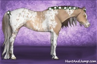 Horse Color:Amber Champagne Sabino Tobiano Appaloosa  and Amber Champagne Sabino Tobiano Appaloosa 