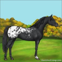 Horse Color:Black Appaloosa 