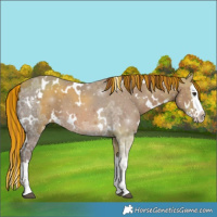 Horse Color:Painted White Spotted Chestnut Ice Splash 