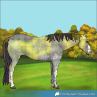Horse Color:Plaid  White Spotted Liver Chestnut Ice 