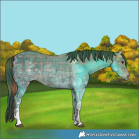 Horse Color:Plaid  White Spotted Liver Chestnut Ice 