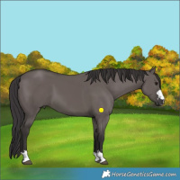 Horse Color:Smoky Grullo 
