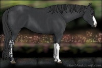 Horse Color:Black  and Black 