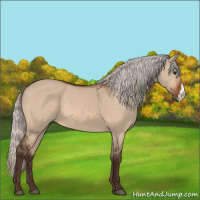 Horse Color:Silver Bay Dun 