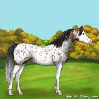 Horse Color:Bay Splash Appaloosa 