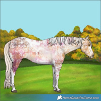 Horse Color:Plaid  Silver Buckskin Ice Tobiano 