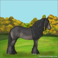 Horse Color:Black 