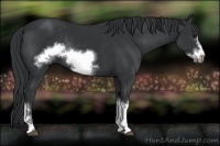 Horse Color:Black Frame Rabicano 