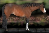 Horse Color:Bay Rabicano 