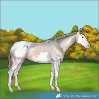 Horse Color:Buckskin Sabino Splash Appaloosa 