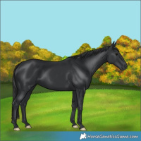 Horse Color:Black 