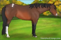 Horse Color:Bay Appaloosa 