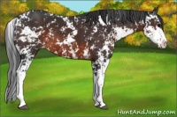 Horse Color:Brown Sabino Appaloosa 