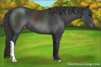 Horse Color:Black Appaloosa 
