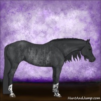 Horse Color:Black  and Black Rabicano 