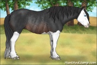 Horse Color:Brown Splash Rabicano