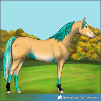 Horse Color:Palomino Rabicano 