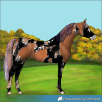 Horse Color:Painted Chestnut Splash Tobiano 