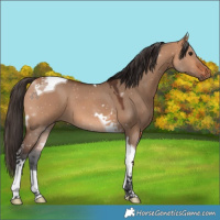 Horse Color:Bay Dun Tobiano 