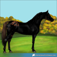 Horse Color:Void Chestnut Tobiano Appaloosa 