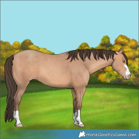 Horse Color:Amber Champagne 