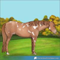 Horse Color:White Spotted Gold Champagne 