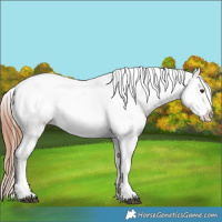 Horse Color:Bay Dun Snowcap 