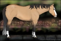 Horse Color:Bay Dun Splash 