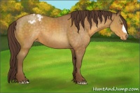 Horse Color:Sable Cream Champagne Appaloosa 