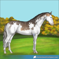 Horse Color:Buckskin Splash 