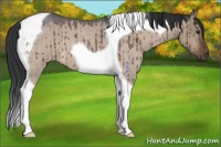 Horse Color:Brown Roan Dun Tobiano Brindle 