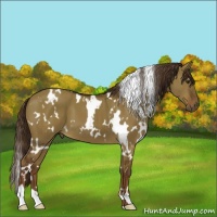 Horse Color:White Spotted Liver Red Dun 