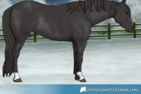 Horse Color:Smoky Black Rabicano 