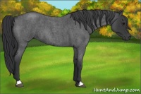 Horse Color:Blue Roan 