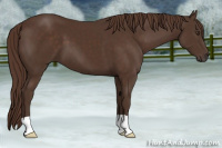 Horse Color:Liver Chestnut 