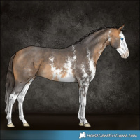 Horse Color:Buckskin Sabino Splash 