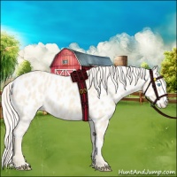 Horse Color:Cremello Appaloosa