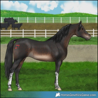 Horse Color:Brown Tobiano 
