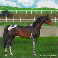 Horse Color:Brown Tobiano Appaloosa Rabicano 