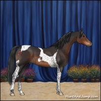 Horse Color:Brown Tobiano