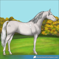 Horse Color:Platinum White Spotted Cremello Rabicano 