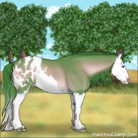 Horse Color:Watercolor Bay Onyx Splash Appaloosa 