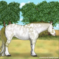 Horse Color:Watercolor Red Dun Onyx Splash Appaloosa