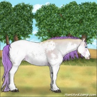 Horse Color:Watercolor Liver Red Dun Onyx Splash Appaloosa 