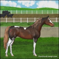Horse Color:White Spotted Liver Chestnut Tobiano 