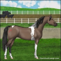 Horse Color:Liver Red Dun Tobiano 
