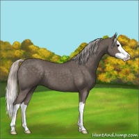 Horse Color:Silver Black Splash 