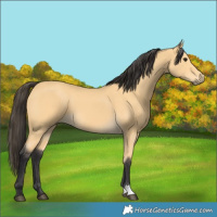 Horse Color:Unknown 