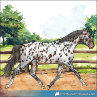 Horse Color:Bay Appaloosa 